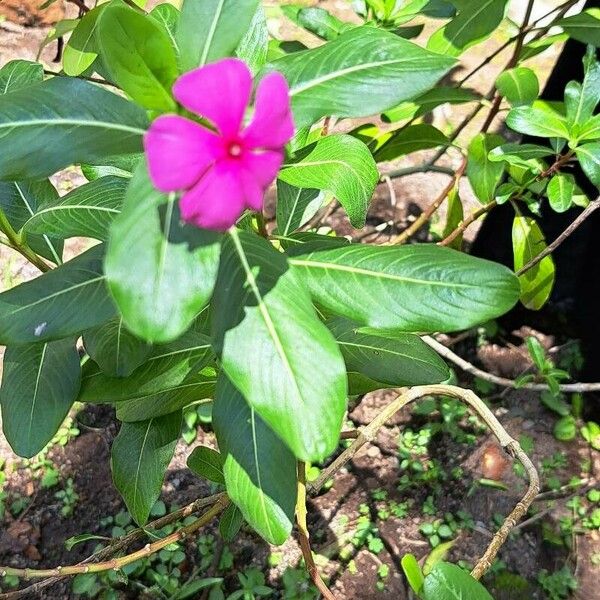 Catharanthus roseus Кора