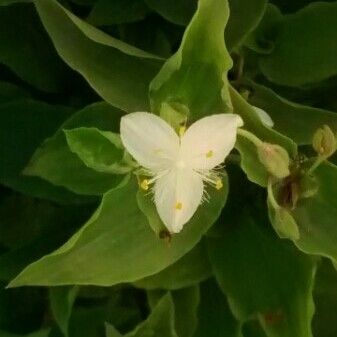 Tradescantia fluminensis Flower