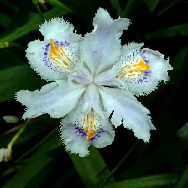 Iris japonica Žiedas