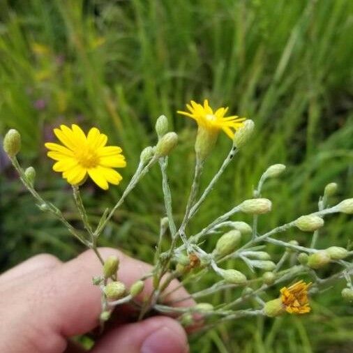 Pityopsis graminifolia Flower