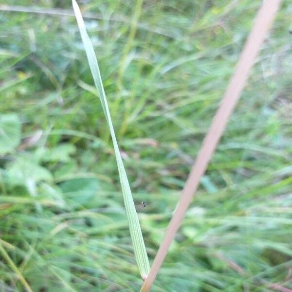 Deschampsia cespitosa Φύλλο