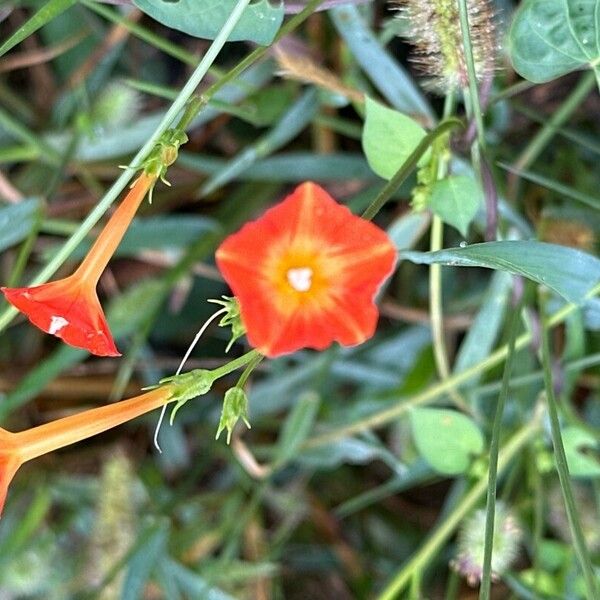 Ipomoea hederifolia Blomma