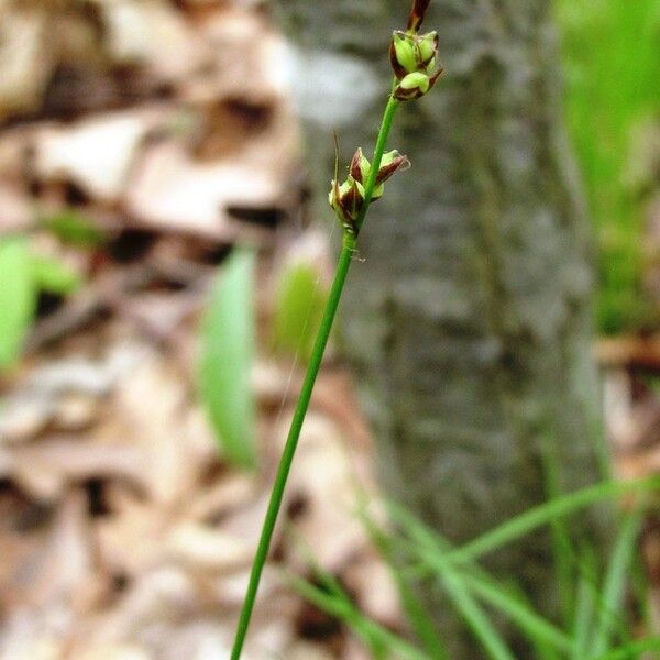 Carex pensylvanica Habit