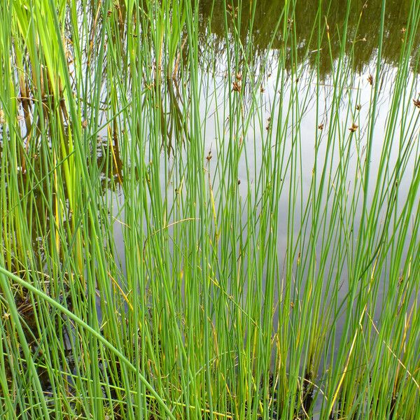 Schoenoplectus lacustris Folla