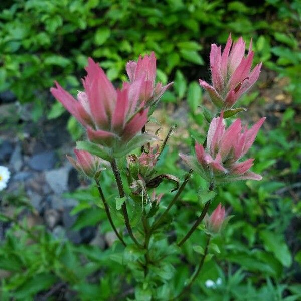 Castilleja parviflora 花