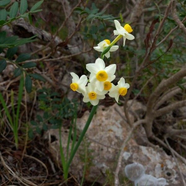 Narcissus tazetta Fiore