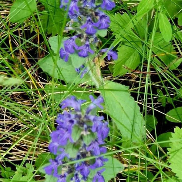 Ajuga genevensis Costuma