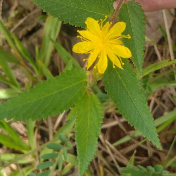 Corchorus hirtus Лист