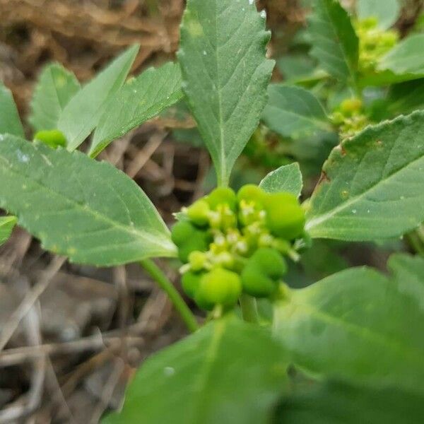 Euphorbia davidii Kukka