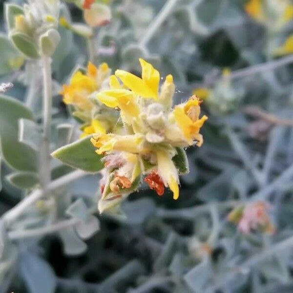 Anthyllis cytisoides Floare