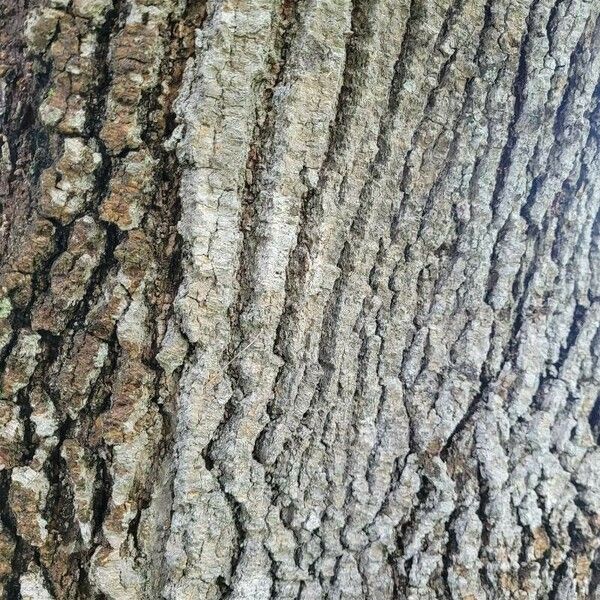 Fraxinus americana Bark