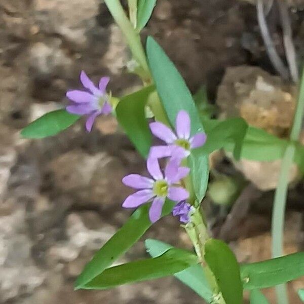 Lythrum hyssopifolia Кветка