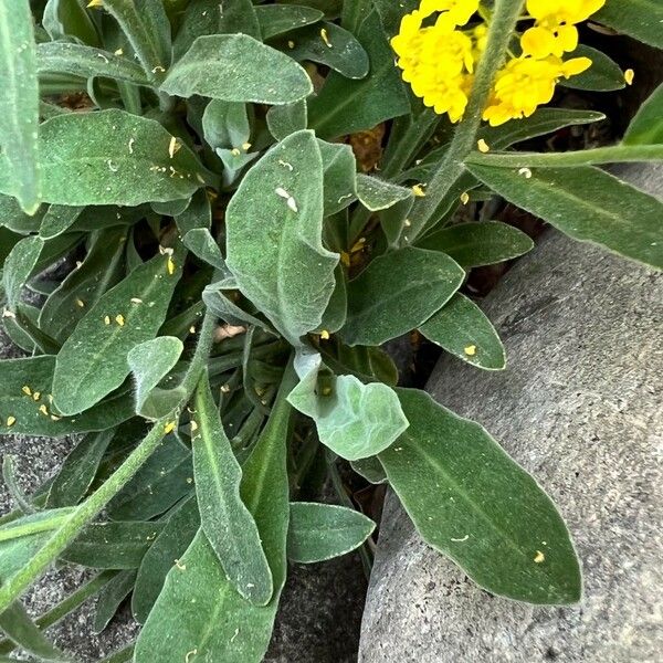 Alyssum murale Liść