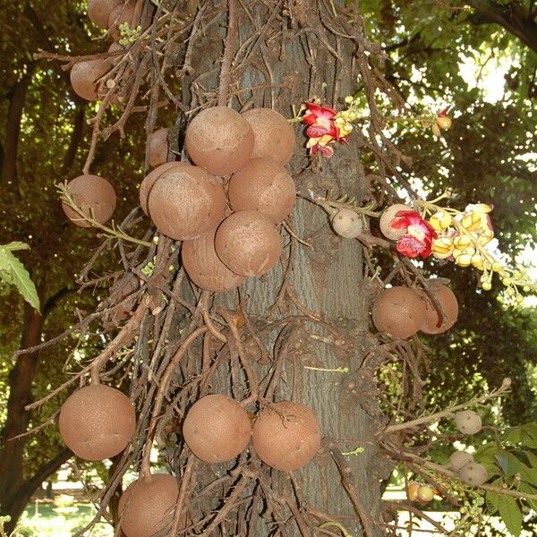 Couroupita guianensis Fruit