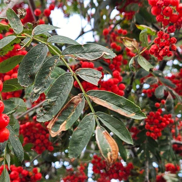 Sorbus aucuparia Φύλλο