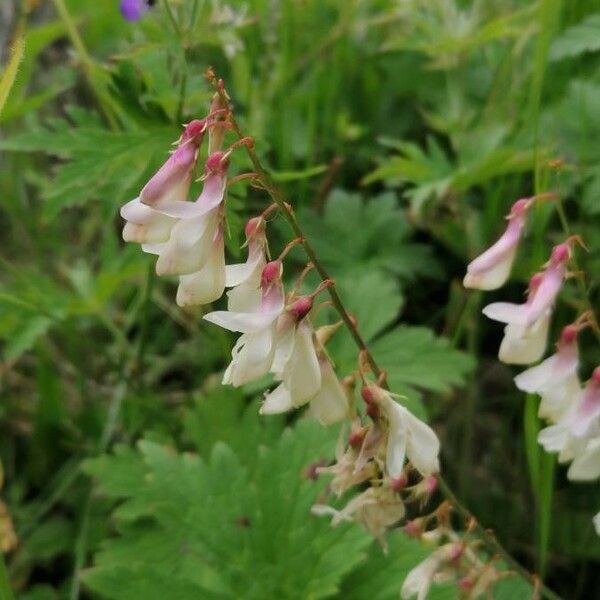 Hedysarum hedysaroides 花