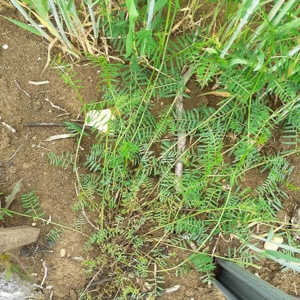 Astragalus atropilosulus Levél