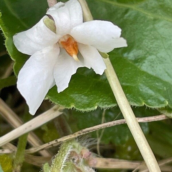Viola odorata Квітка