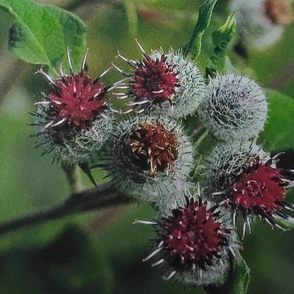 Arctium tomentosum Flor