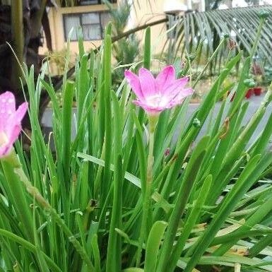 Zephyranthes rosea Flower