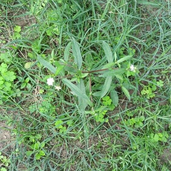 Eclipta prostrata Flower