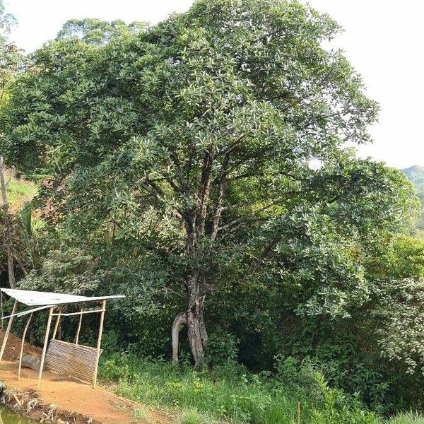 Ficus lutea পাতা