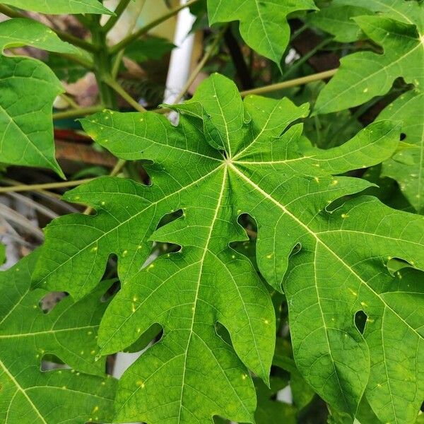 Carica papaya برگ