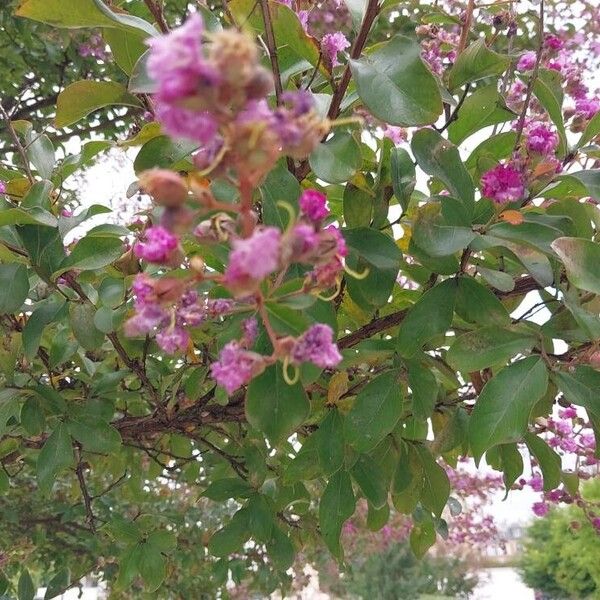 Lagerstroemia indica Flower