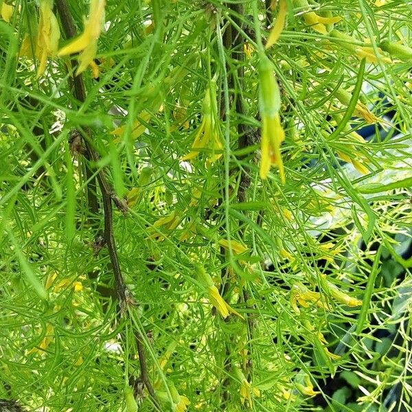 Caragana arborescens Natur