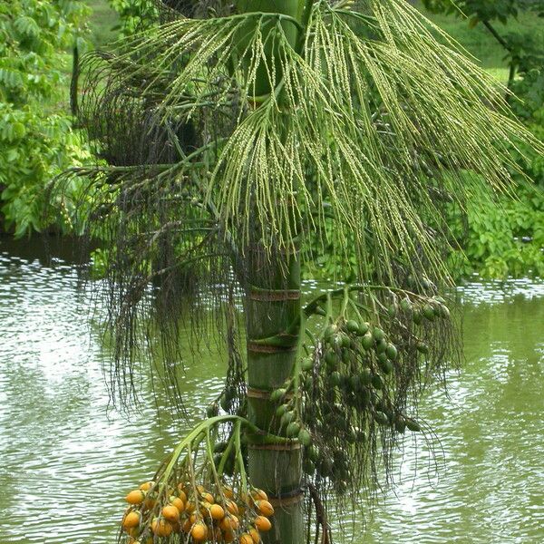 Areca catechu Meyve