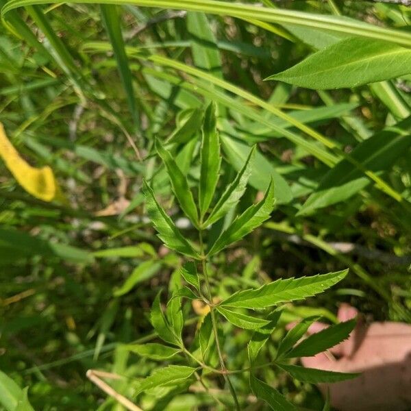 Cicuta maculata Leaf