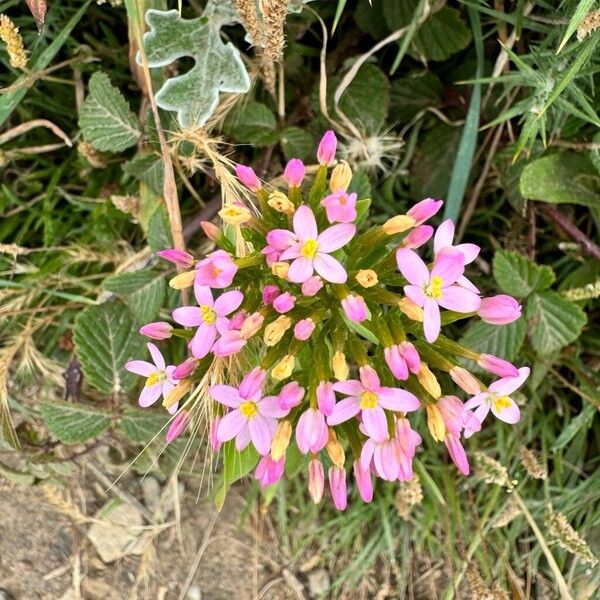 Centaurium littorale Floare