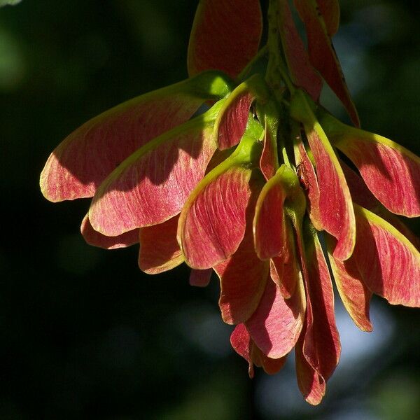 Acer rubrum Плід