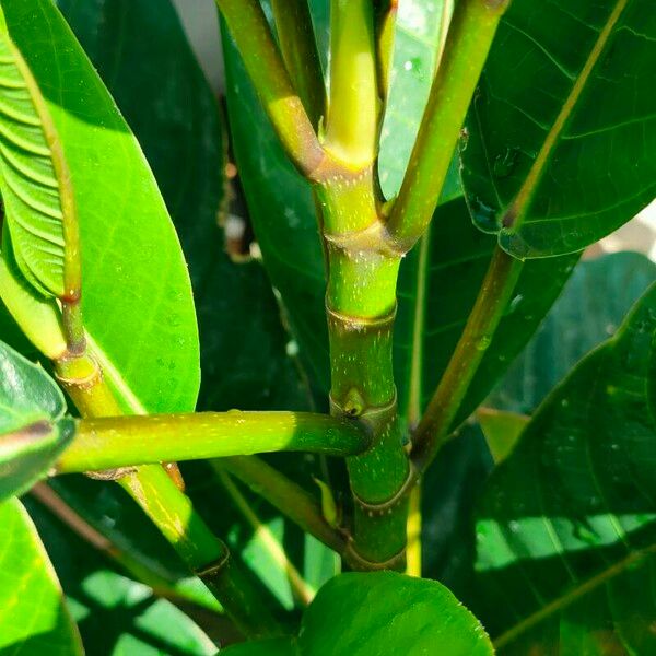 Ficus callosa Leaf