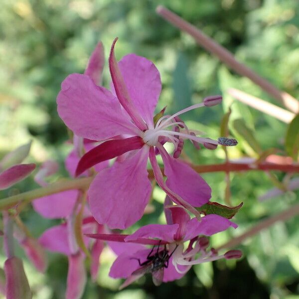 Epilobium angustifolium Flor