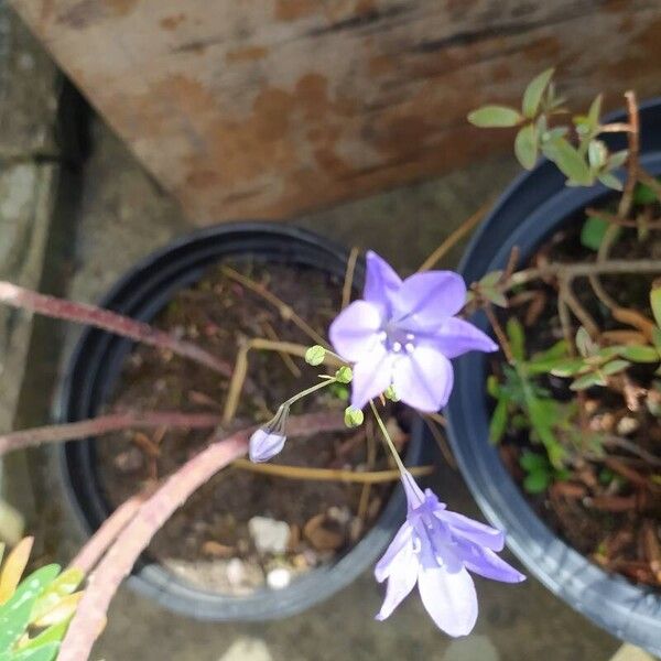 Triteleia laxa Çiçek