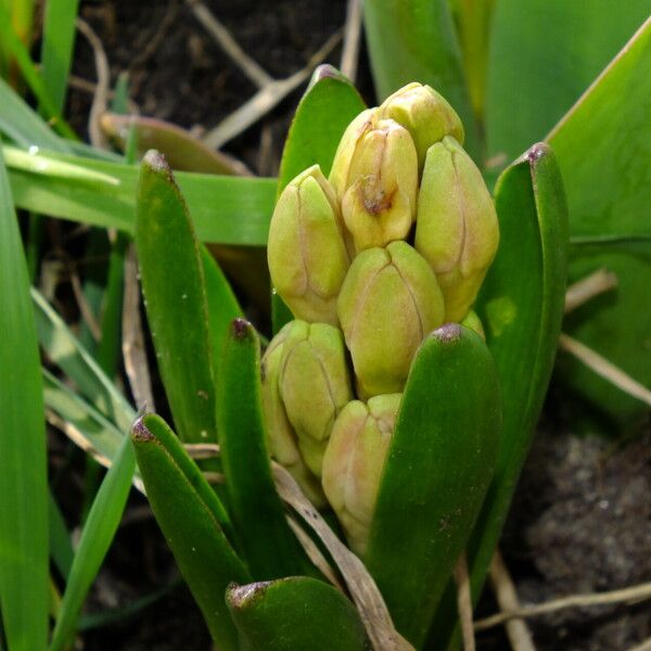 Hyacinthus orientalis 花