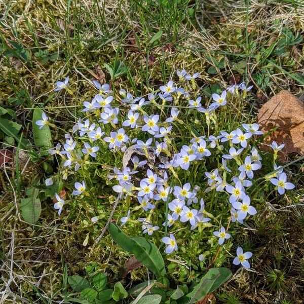 Houstonia caerulea Квітка