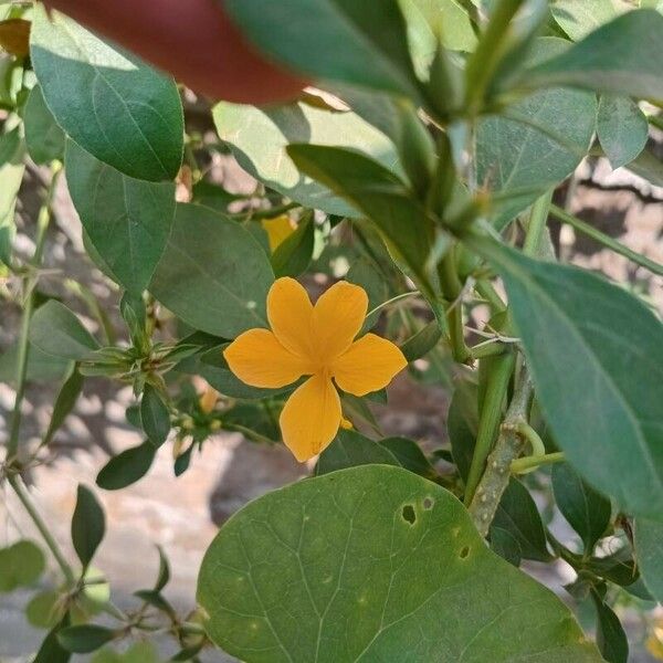 Barleria prionitis Õis