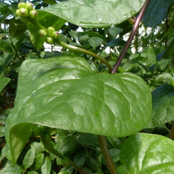 Basella alba Leaf