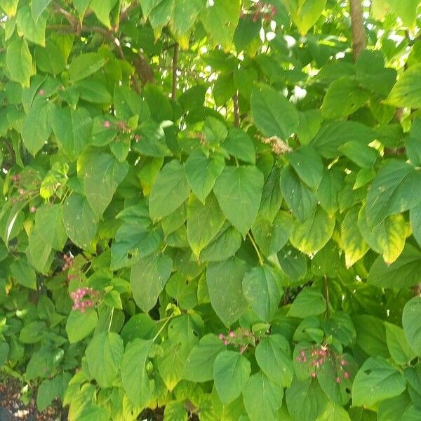 Clerodendrum trichotomum Habitatea