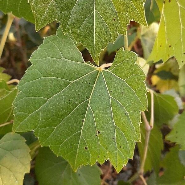 Vitis vulpina Φύλλο