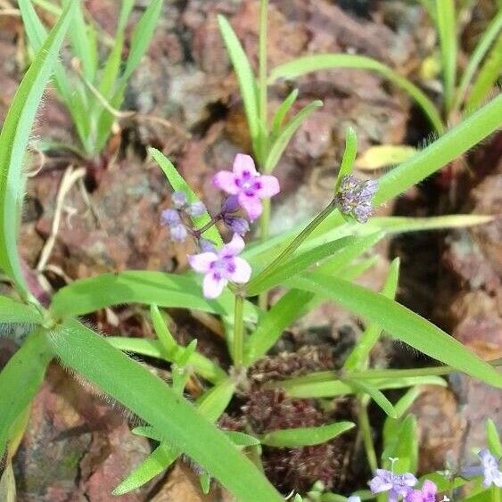 Murdannia nudiflora Flower