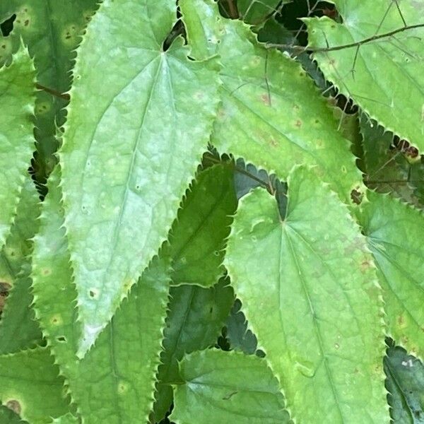 Epimedium stellulatum Leaf