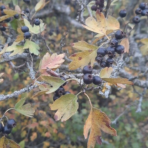 Crataegus pentagyna Plod