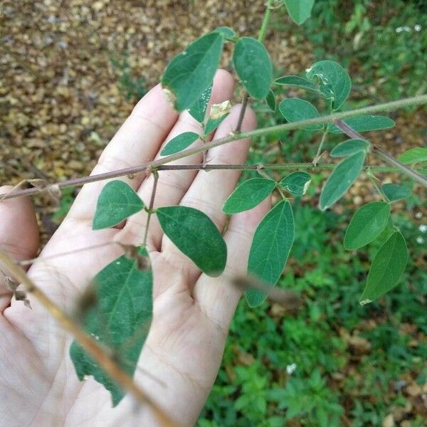 Desmodium tortuosum পাতা