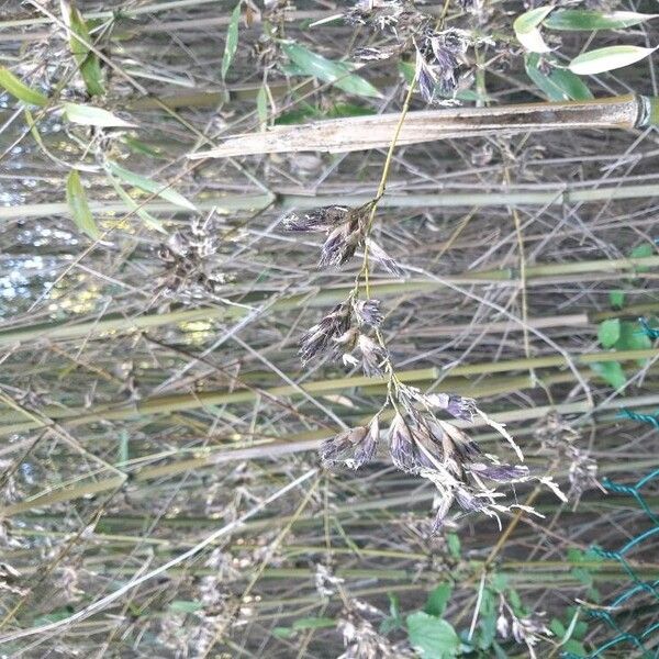 Phyllostachys aurea Flower