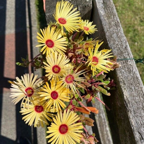 Dorotheanthus bellidiformis Flower