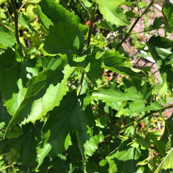 Morus rubra Leaf