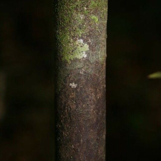 Licaria chrysophylla Bark